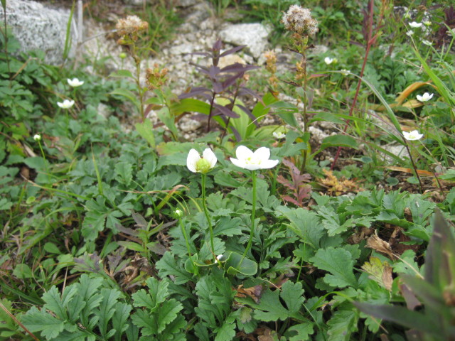 img0045.jpg