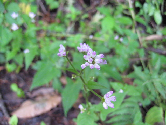 img0260.jpg