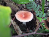 img0035.jpg
