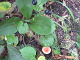 img0036.jpg