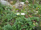 img0045.jpg
