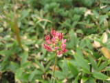 img0071.jpg