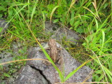 img0106.jpg