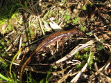 img0165.jpg