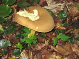 img0178.jpg