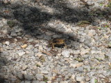 img0196.jpg