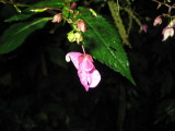 img0223.jpg