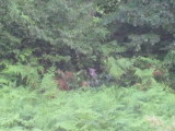 img0246.jpg