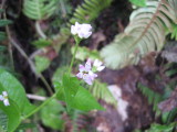 img0259.jpg