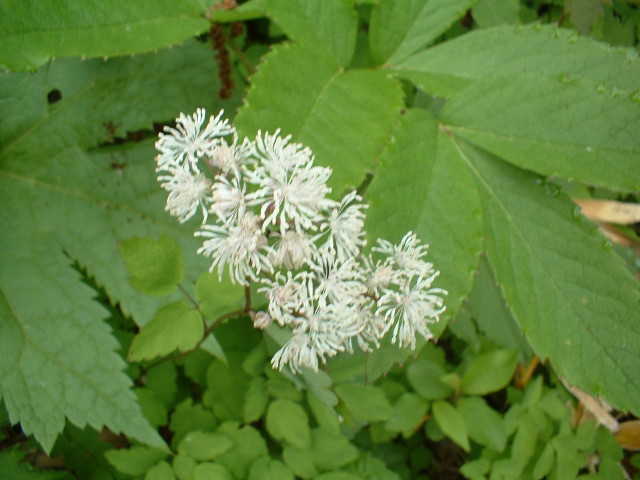 img0080.jpg