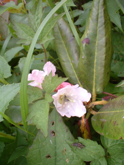 img0082.jpg
