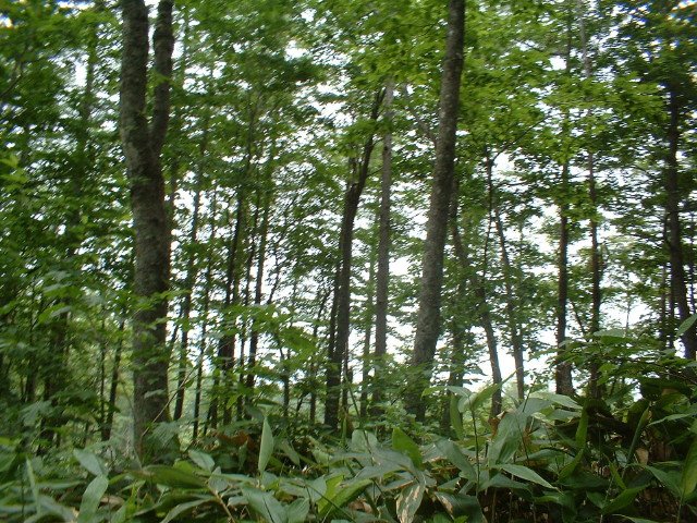 img0088.jpg