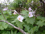img0061.jpg