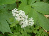 img0080.jpg