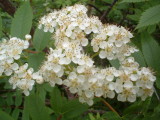 img0081.jpg
