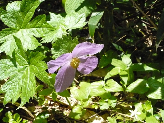 img0035.jpg