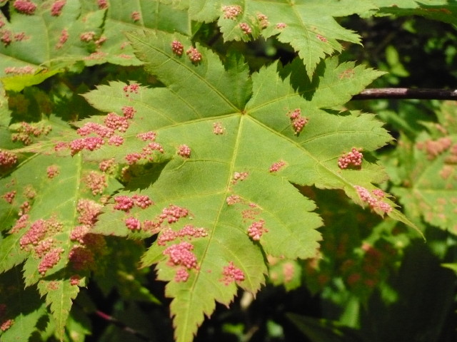 img0038.jpg