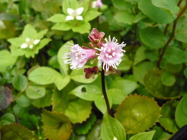 img0093.jpg
