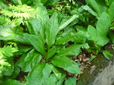 img0017.jpg