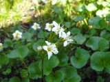 img0039.jpg