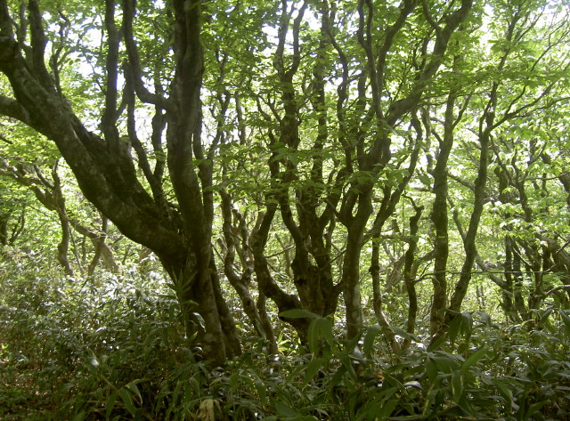img0018.jpg