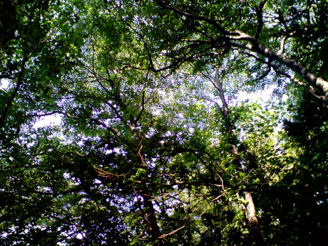img0004.jpg