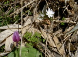 img0018.jpg