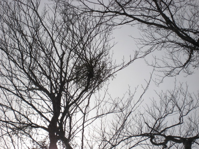 img0080.jpg