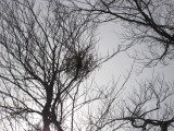 img0080.jpg